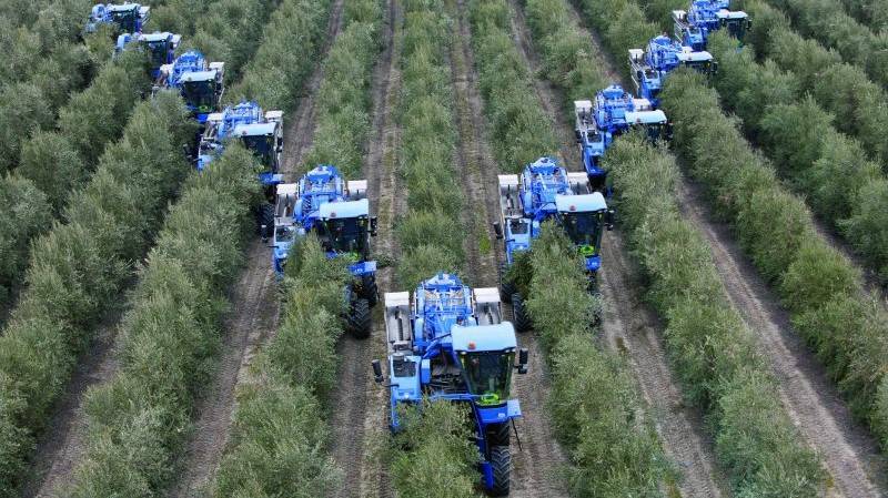 cultivo olivo beneficios adaptaciones tecnológicas|olivo plagas enfermedades